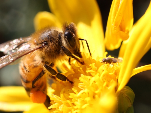 Insects - etymology