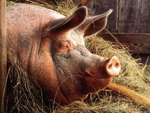 О смысле и происхождении слов свинья, порося, поросенок и английских swine, pig, pork, немецкого Schwein