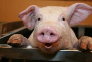 О смысле и происхождении слов свинья, порося, поросенок и английских swine, pig, pork, немецкого Schwein